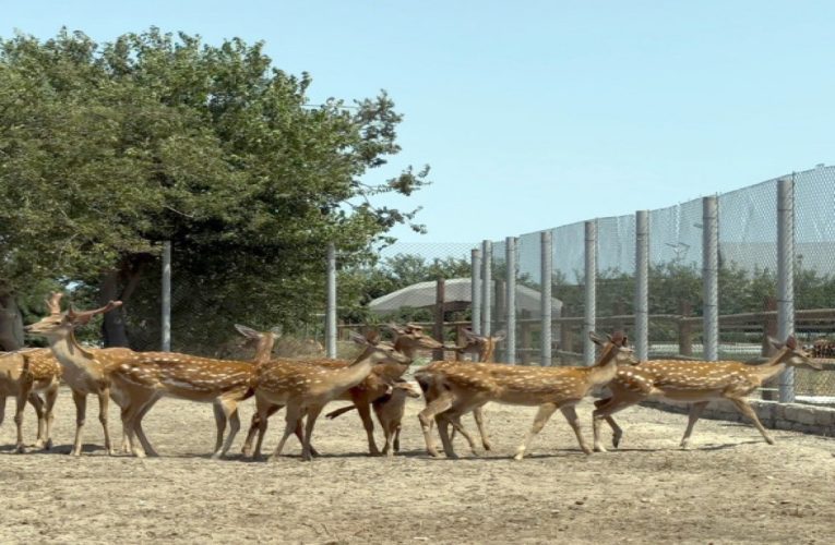 Bakıda obyektdə heyvanların qanunsuz saxlanılması aşkarlandı – FOTO