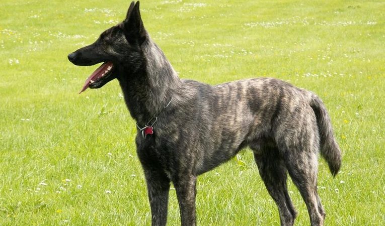 Bakıda it oğurlayan şəxs həbs edildi