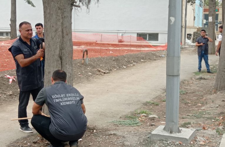 Gəncədə qurumuş ağaclar nömrələnir