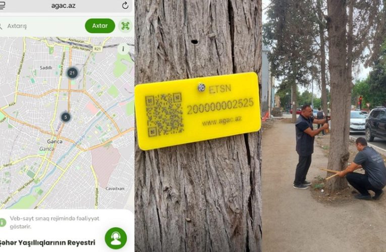 1 həftədə kəsilən ağaclar…