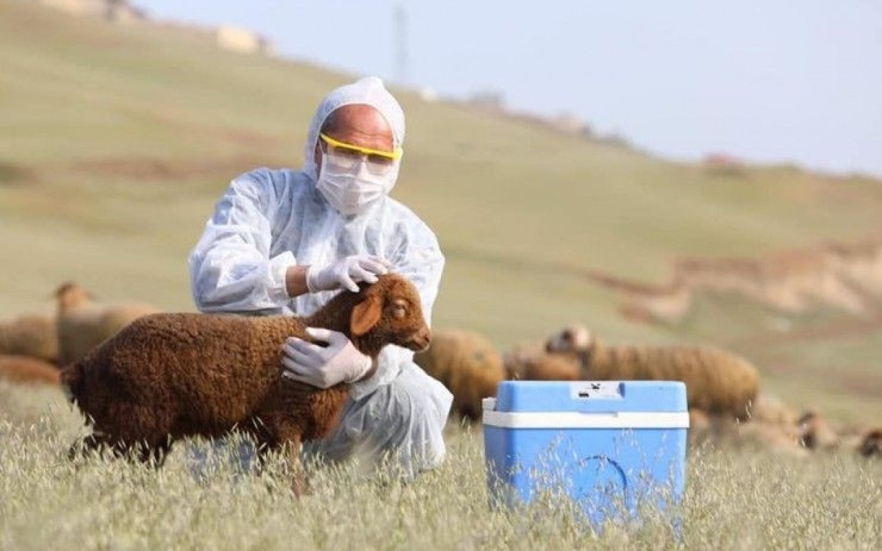 Baytarlıq damğası məcburi olacaq