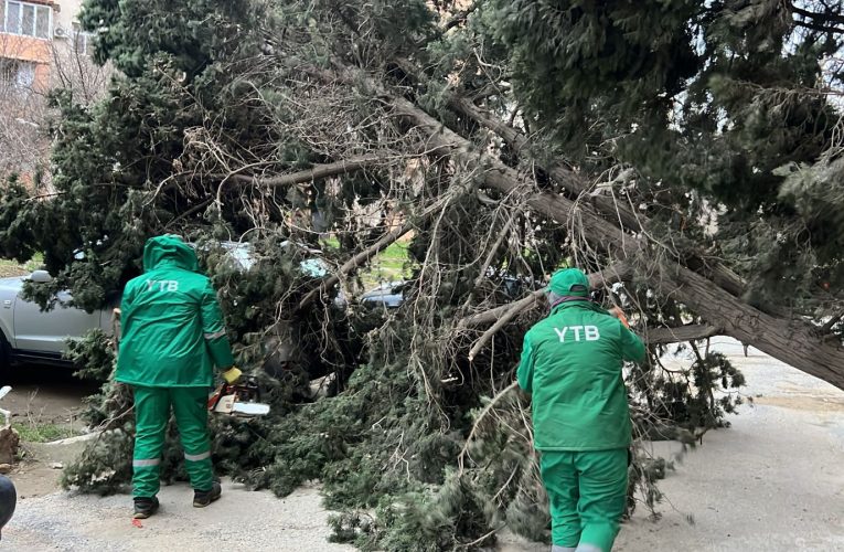 Bakıda güclü külək 37 ağacı sındırıb – FOTOLAR