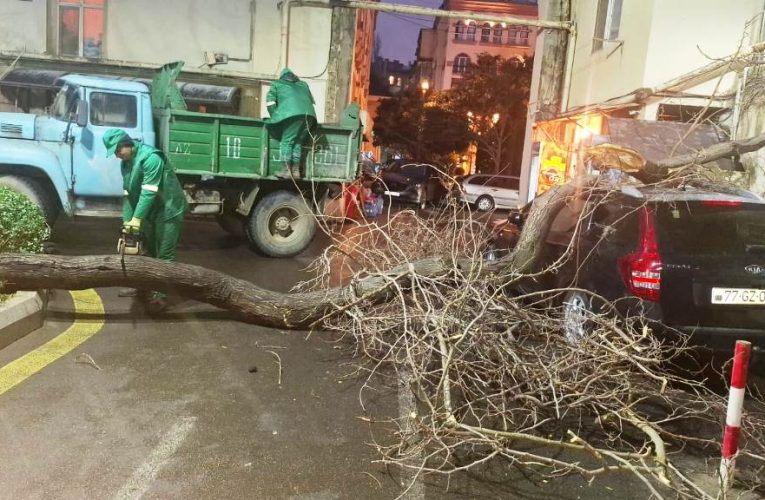 Güclü külək Bakıda 78 ağacı sındırıb – GÖRÜNTÜLƏR