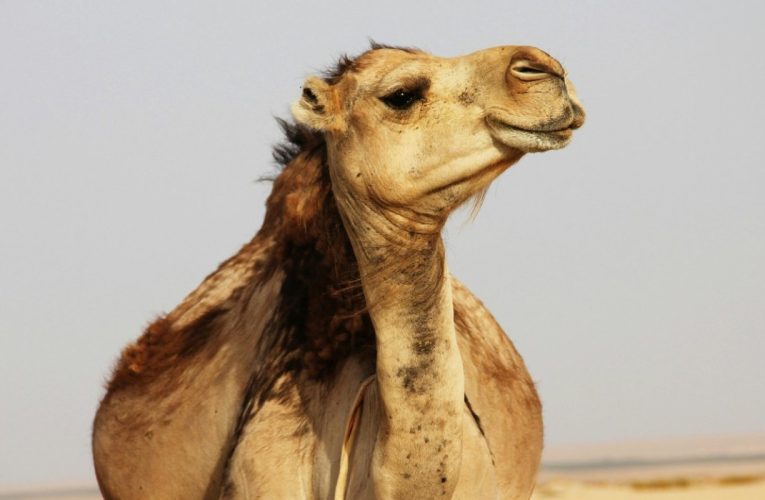 Dəvələrə də pasport veriləcək