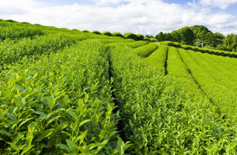 Çay plantasiyaları azalır, hədəflər kağız üzərində qalır – uyğunsuzluq