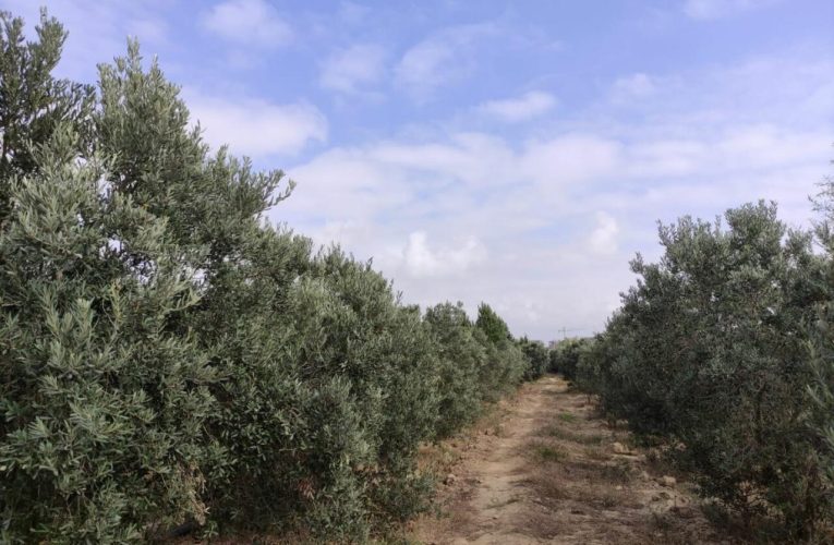 Zığda yaşıl zona yaradılır – 6 milyon ayrıldı