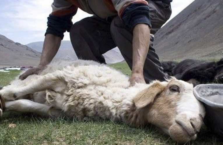 İcazəsiz yerlərdə qurban kəsiminə cəhdlər olub – Agentlik
