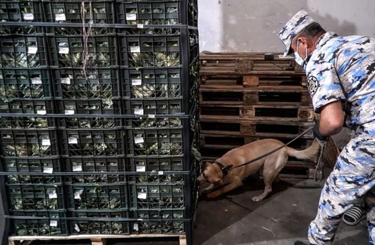 Rusiyaya gedən yük maşınında 91 kiloqram marixuana aşkarlandı – VİDEO